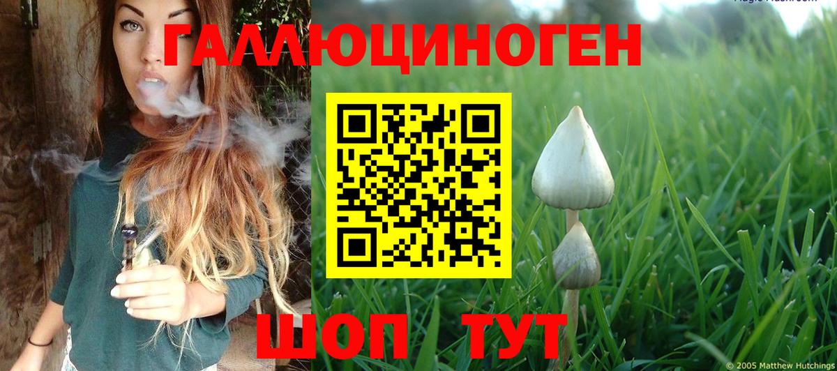 Петрозаводск  Псилоцибиновые грибы Cubensis  Вход с VPN 